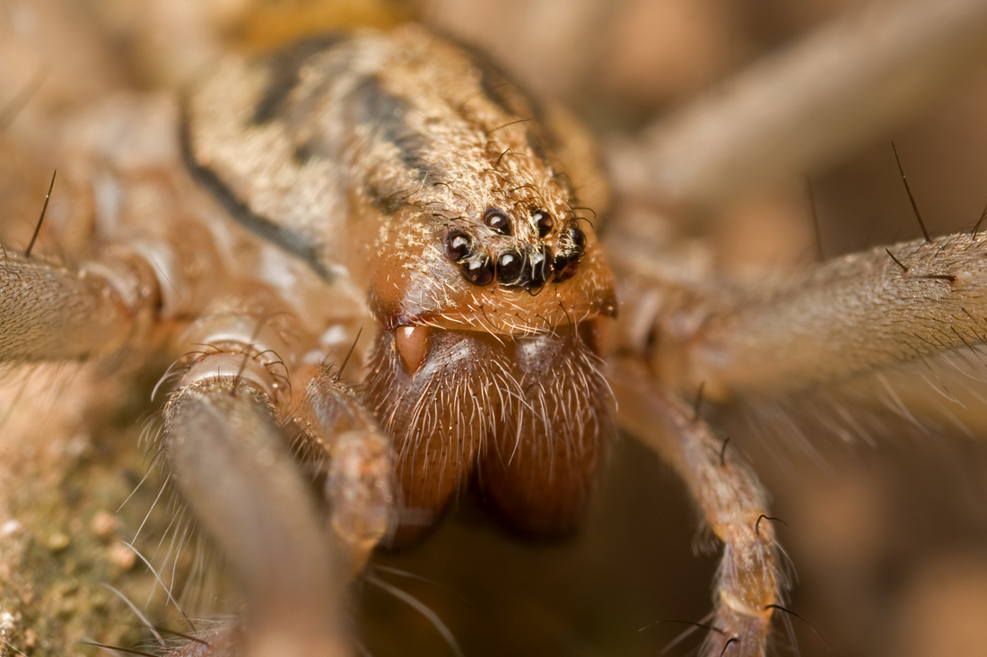 Large House Spider 2